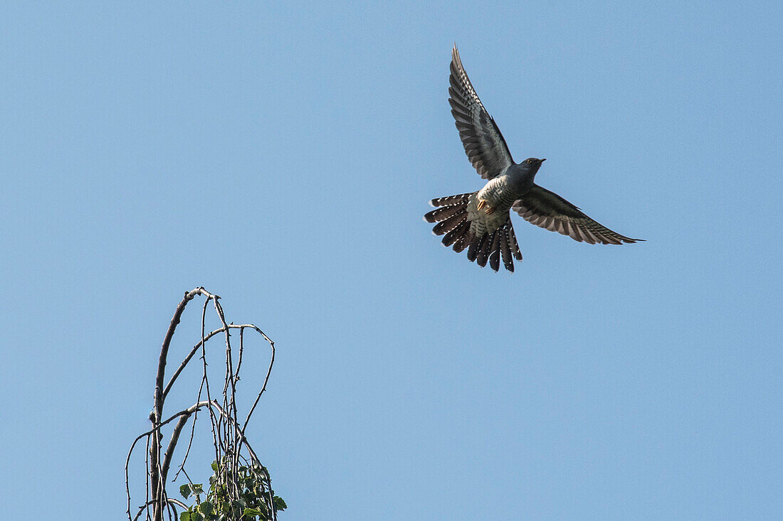 Cookoo in flight, biosphere reserve, flight study, summer, cultural landscape, Spreewald, Brandenburg, Germany