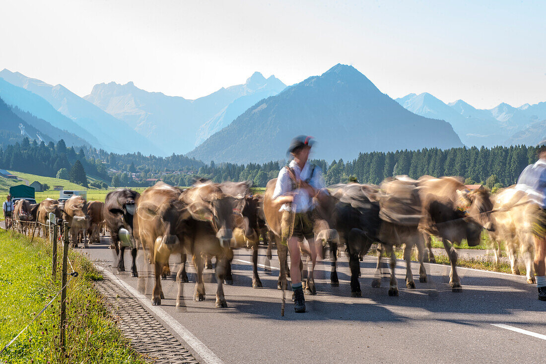 Cows wearing bells for the Almabtrieb, Rubihorn, Schoellang, Oberallgaeu, Allgaeu, Oberallgaeu, Alps, Germany