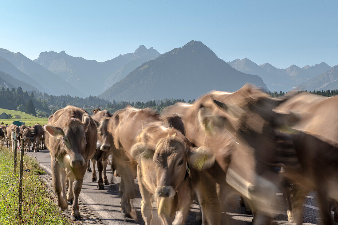 Cows wearing bells for the Almabtrieb, Rubihorn, Schoellang, Oberallgaeu, Allgaeu, Oberallgaeu, Alps, Germany