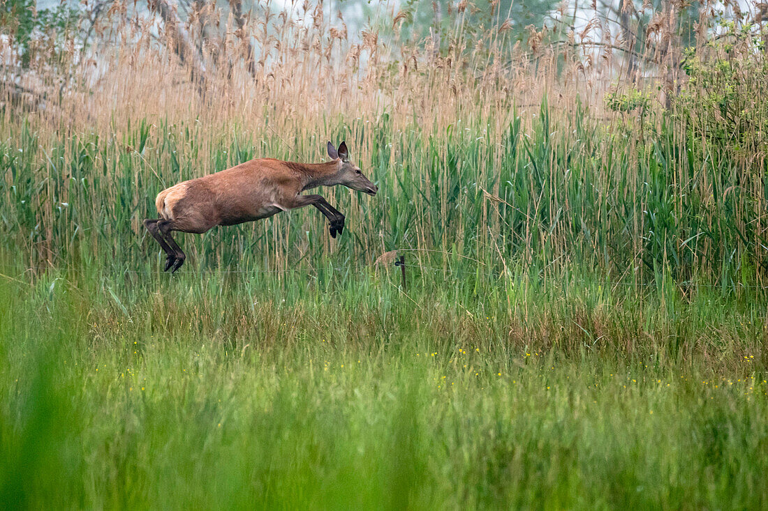 Deer jumping over the meadow, Fleeing, Wildlife, European Deer, Fahrbellin, Linum, Brandenburg, Germany
