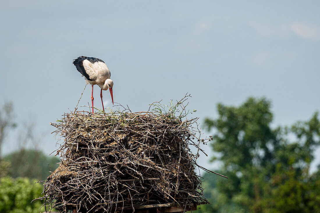 White stork in a nest feeding young birds, summer, Fehrbellin, Linum, Brandenburg, Berlin, Germany