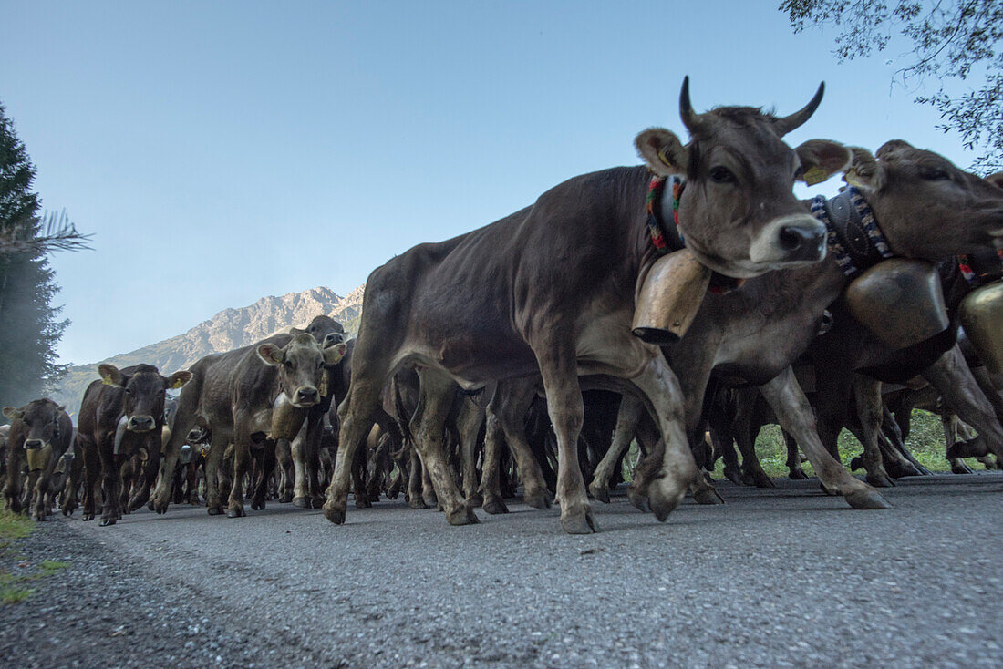 Cows wearing bells for the Almabtrieb, Stillachtal, Oberallgaeu, Allgaeu, Oberallgaeu, Alps, Germany