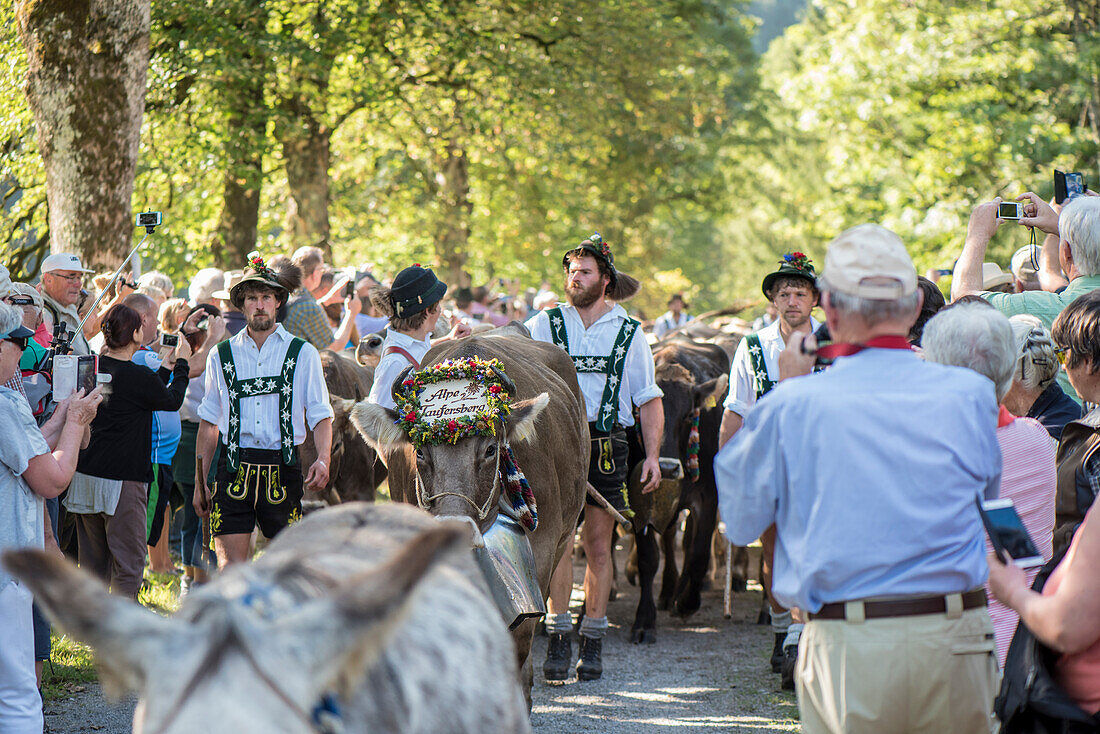 Cows wearing bells for the Almabtrieb, Stillachtal, Oberallgaeu, Allgaeu, Oberallgaeu, Alps, Germany