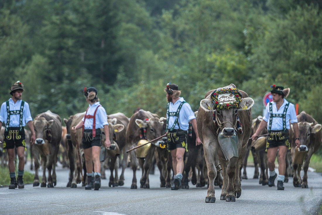 Cows wearing bells for the Almabtrieb, Stillachtal, Oberallgaeu, Allgaeu, Oberallgaeu, Alps, Germany