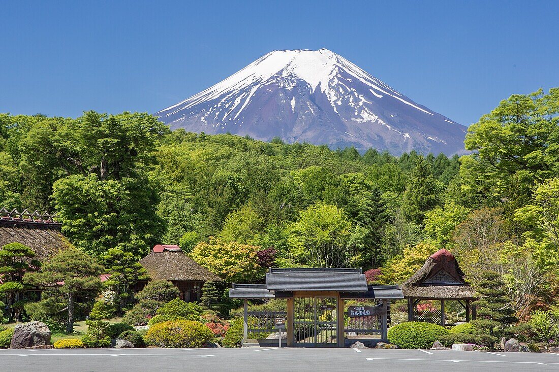 Yamanashi Province,Oshino Mura, Minami Tsuru District,Shibosuka, garden.