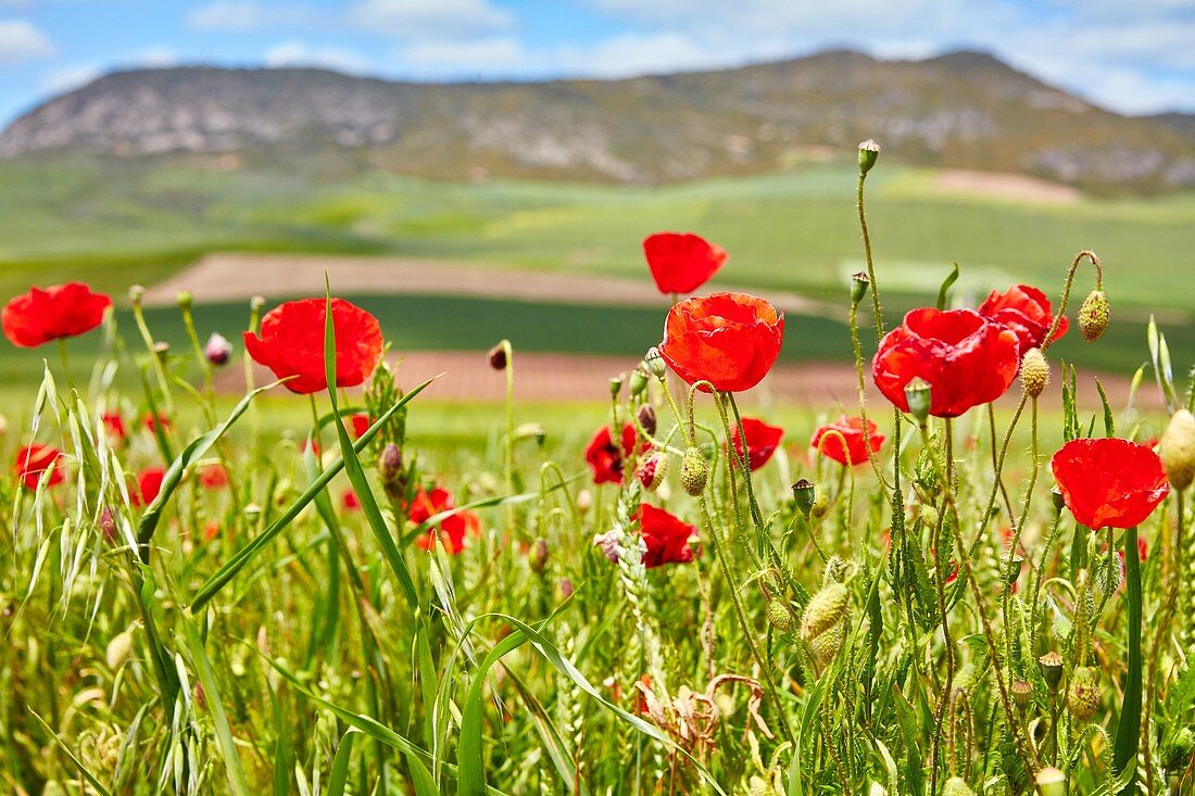 Field of cereal, poppies, Agricultural field, Sorlada, Navarre, Spain