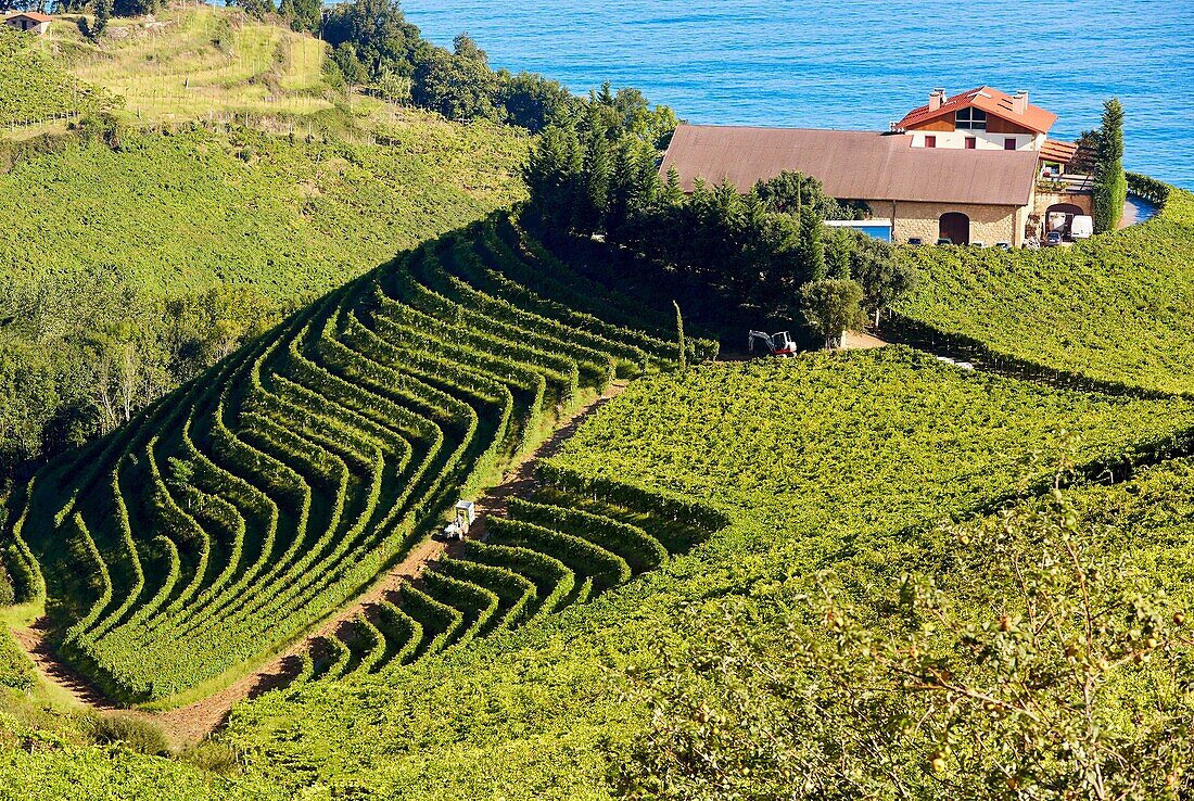 Txakoli Weinberge. Getaria Gipuzkoa Baskenland. Spanien.