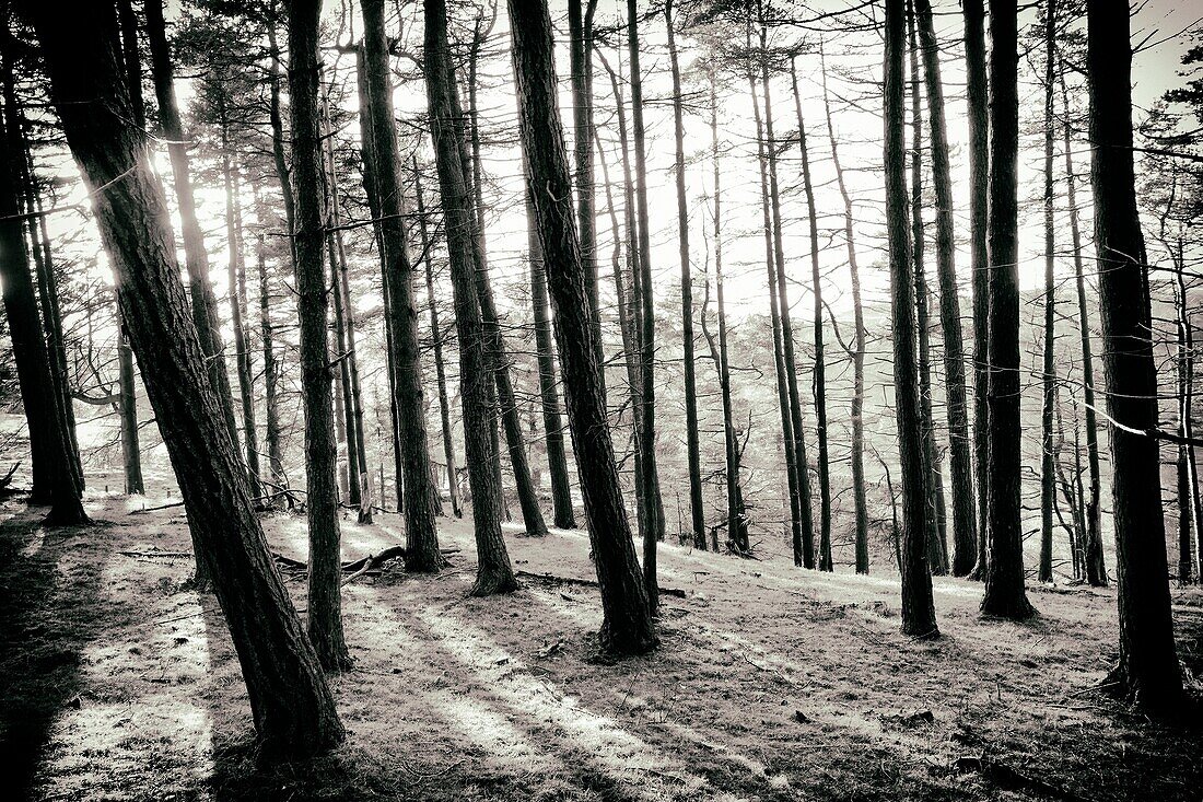 Hintergrundbeleuchtung von Bäumen in einem Wald in North Yorkshire, England, Großbritannien, Europa