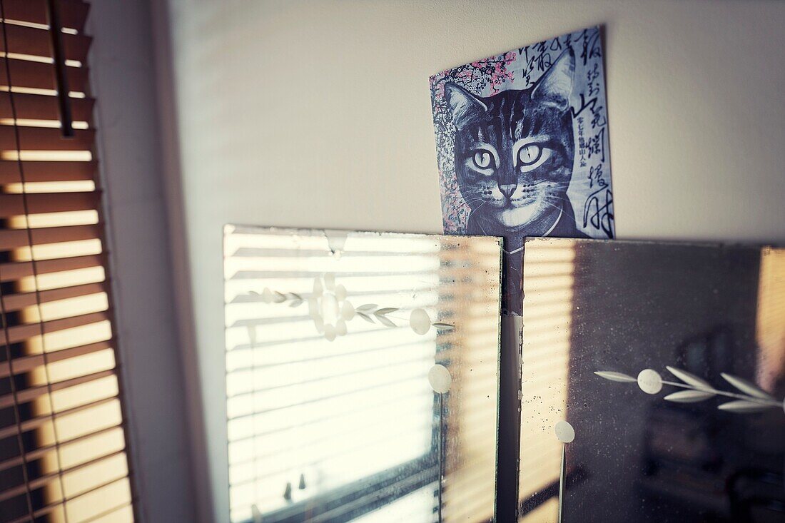 Mirror and poster of cat inside room