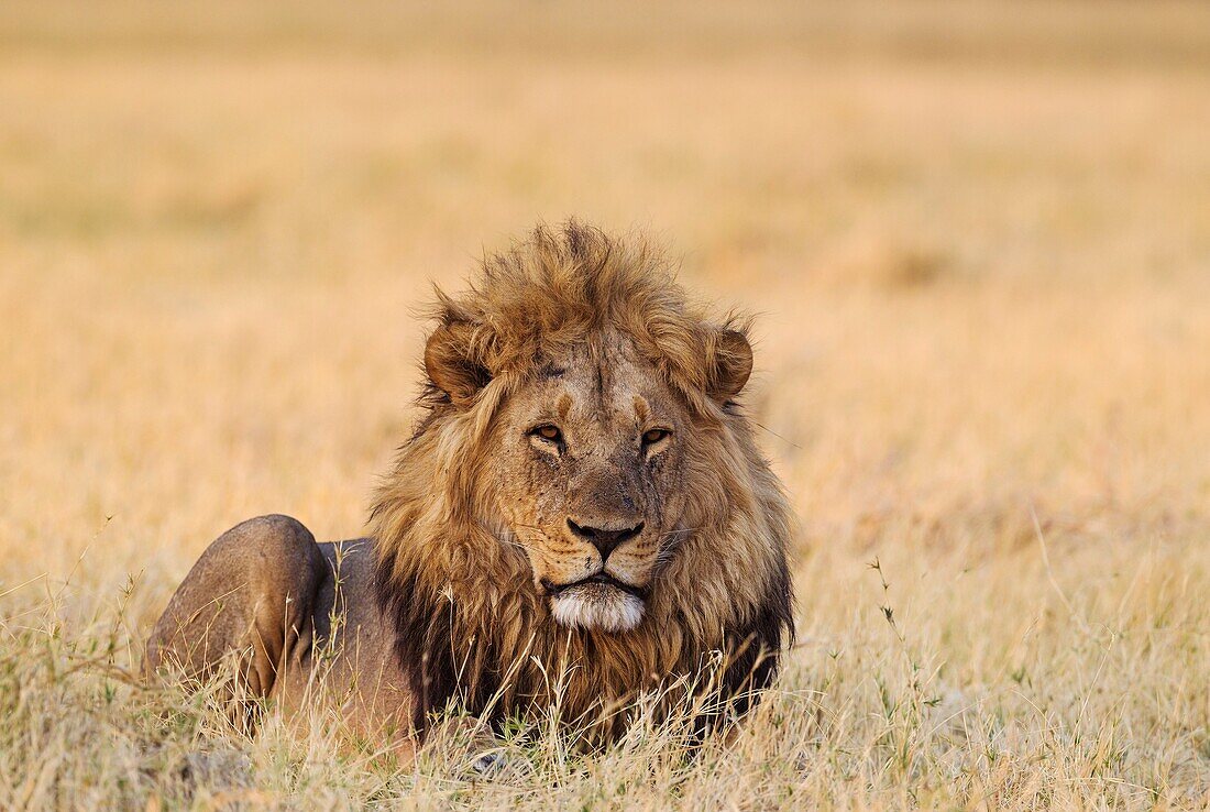 Lion (Panthera leo) - Resting male at dawn. Savuti, Chobe National Park, Botswana.