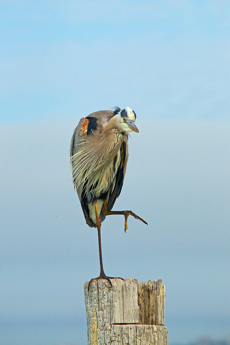 Great Blue Heron Ardea herodiasperched on post preening Fort Myers beach Gulf Coast Florida USA.