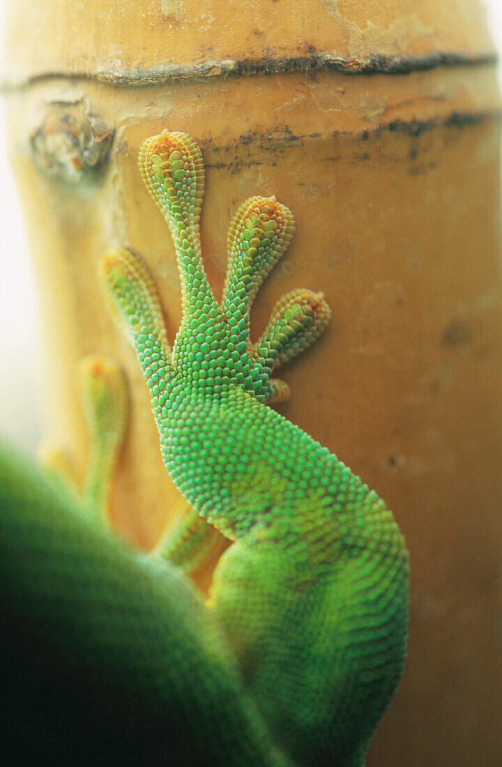 Giant Day Gecko (Phelsuma madagascariensis grandis), captive