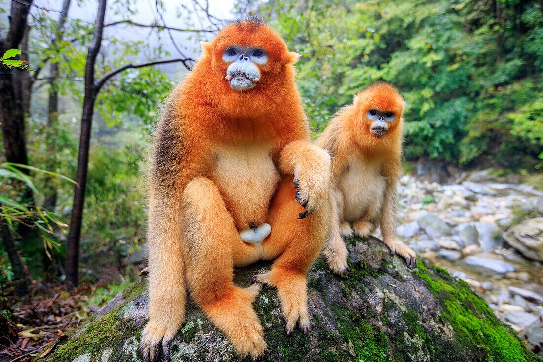 Asia, China, Shaanxi province, Qinling Mountains, Golden Snub-nosed Monkey Rhinopithecus roxellana, near by a river.