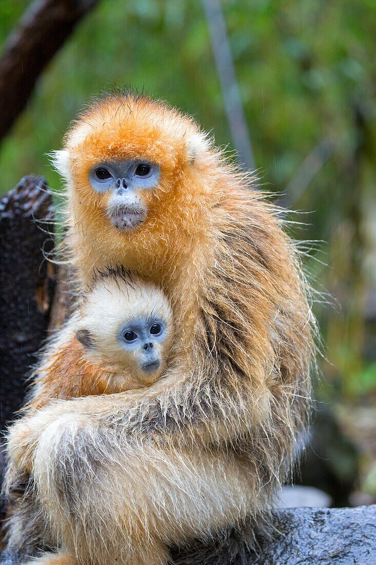Asia, China, Shaanxi province, Qinling Mountains, Golden Snub-nosed Monkey Rhinopithecus roxellana, mother and baby.