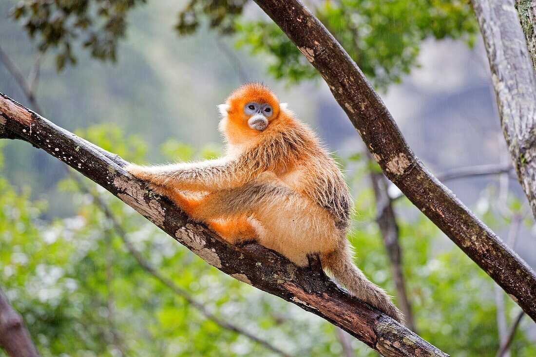 Asia, China, Shaanxi province, Qinling Mountains, Golden Snub-nosed Monkey Rhinopithecus roxellana,.