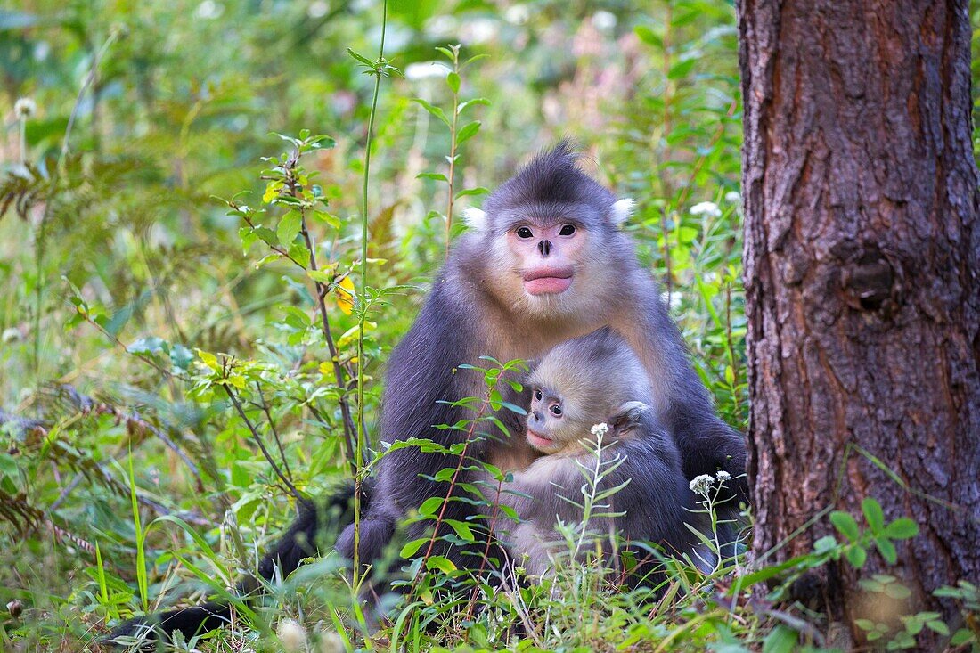 Asia, China, Yunnan province, Yunnan Snub-nosed Monkey Rhinopithecus bieti, mother and baby.