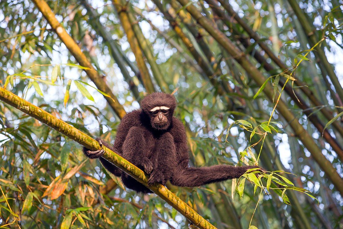 South east Asia, India,Tripura state,Gumti wildlife sanctuary,Western hoolock gibbon (Hoolock hoolock),adult male.