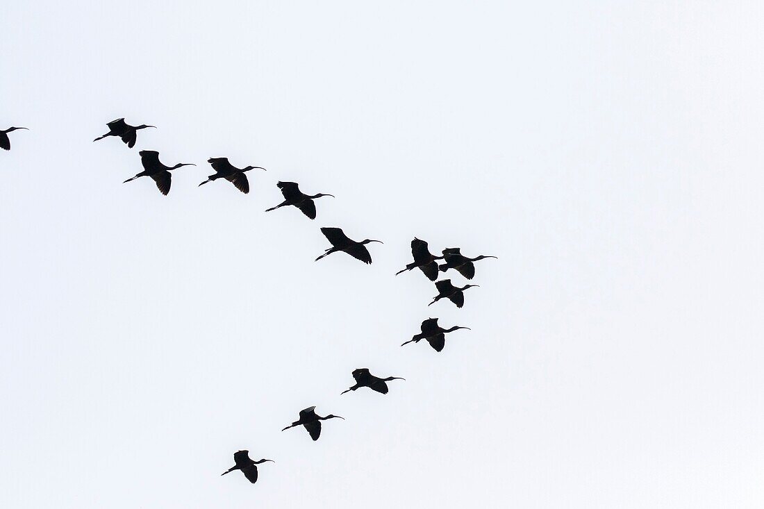 South east Asia, India,Assam state,Brahmapoutra,Glossy Ibis (Plegadis falcinellus),group in flight.