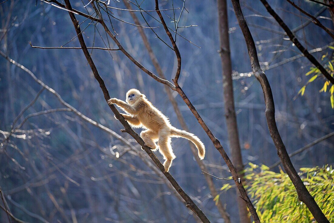 Asia, China, Shaanxi province, Qinling Mountains, Golden Snub-nosed Monkey (Rhinopithecus roxellana), youg playing in the tree.