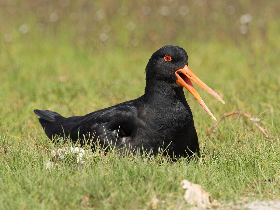 Variable oystercatcher (Haematopus unicolor) sitting on chick at Waipu Wildlife Refuge, Waipu, Northland, New Zealand.