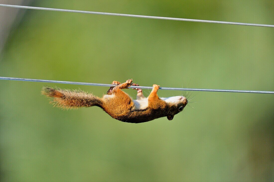 Red squirrel (Tamiasciurus hudsonicus) climbing along clothesline to bird feeder , Greater Sudbury, Ontario, Canada.