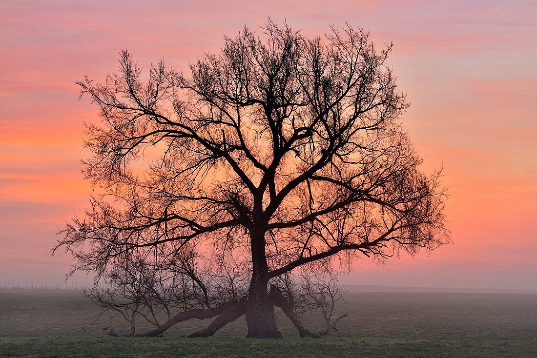 Oak trees in a foggy pasture near Route 66, Vinita, Oklahoma, USA.