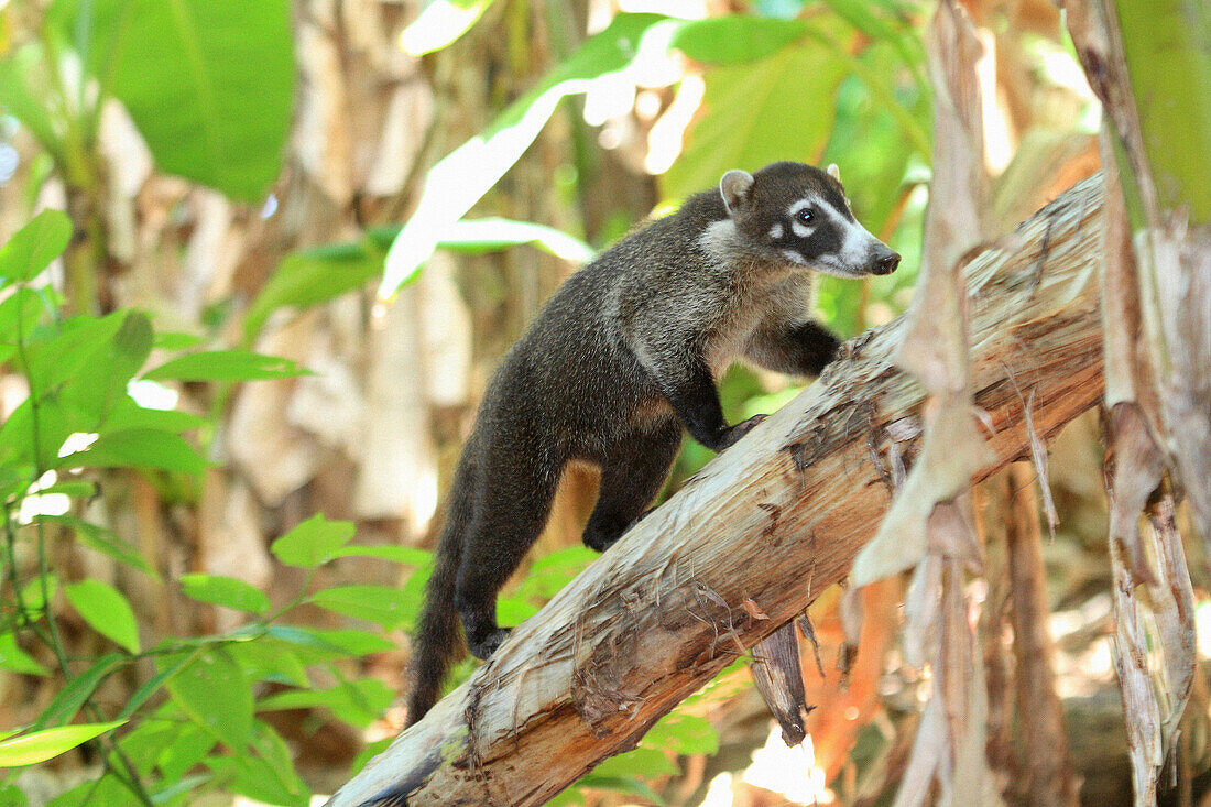 White-nosed coati (Nasua narica), Parque Nacional Volcan Arenal, Costa Rica.