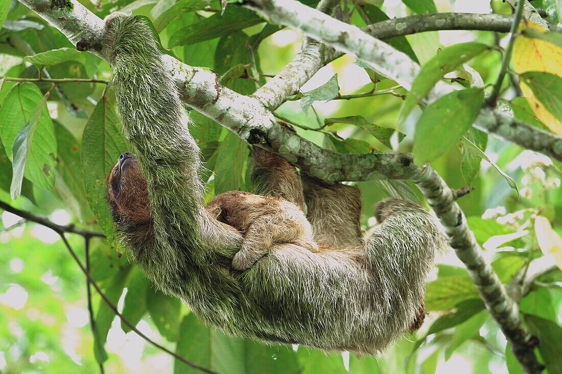 Perezoso de tres dedos, Bradycpus variegatus, en el Parque Nacional de Corcovado, Costa Rica.