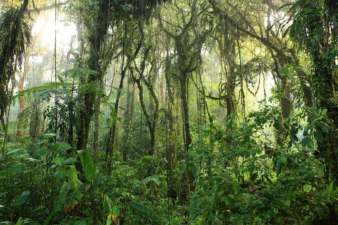 Monteverde Cloud Forest Reserve, Costa Rica