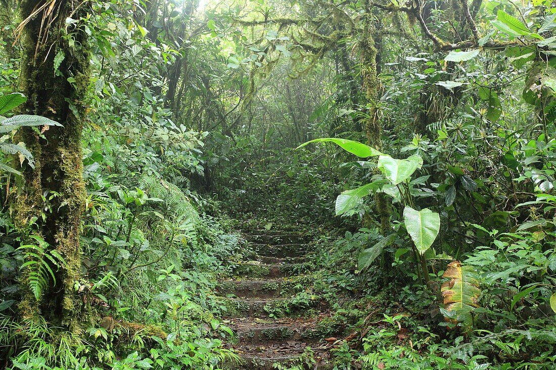 Monteverde Cloud Forest Reserve, Costa Rica