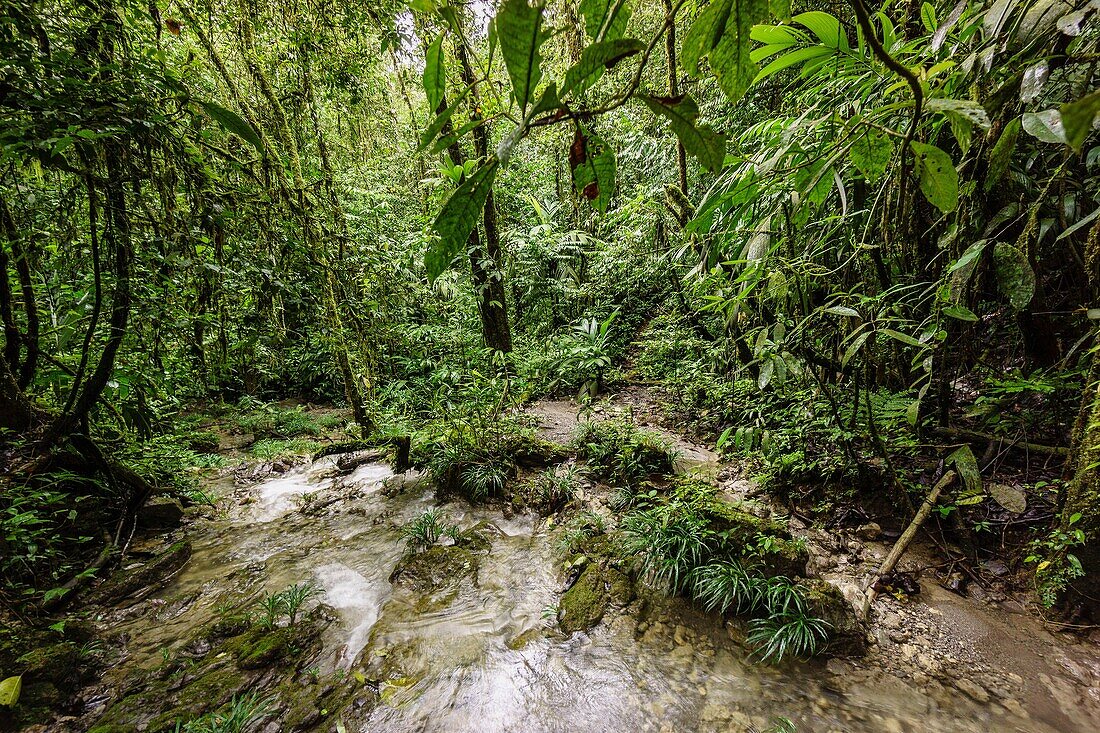 Guatemala, El Quiche, Lancetillo, Tropischer Wald im Cuchumatanes-Gebirge bei La Parroquia