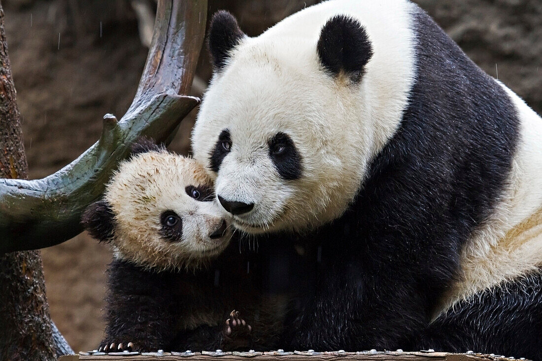 Giant Panda cub and its mother showing affection in the rain in North America, USA.