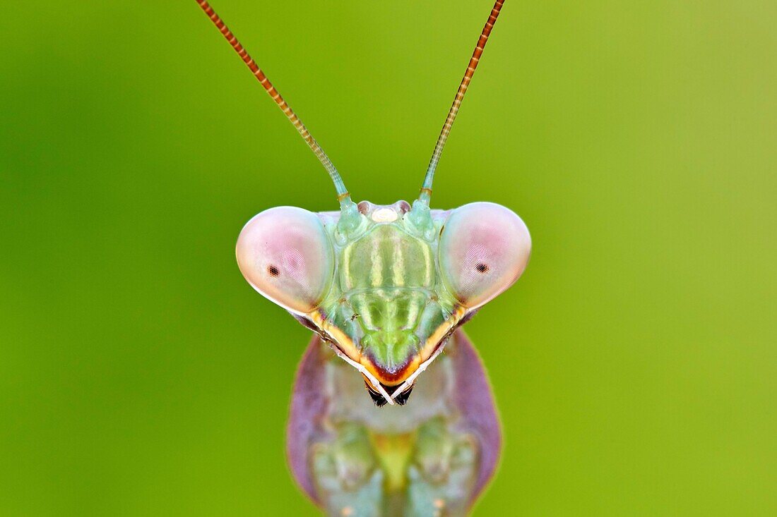 European Mantis or praying mantis (Mantis religiosa), Benalmadena, Malaga province, Andalusia, Spain.
