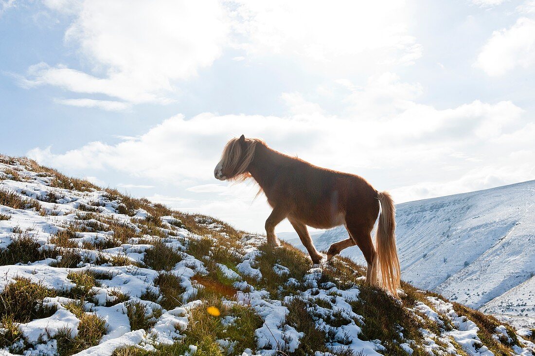 Welsh ponies forage on snowy slopes in The Brecon Beacons National Park, Wales, UK.