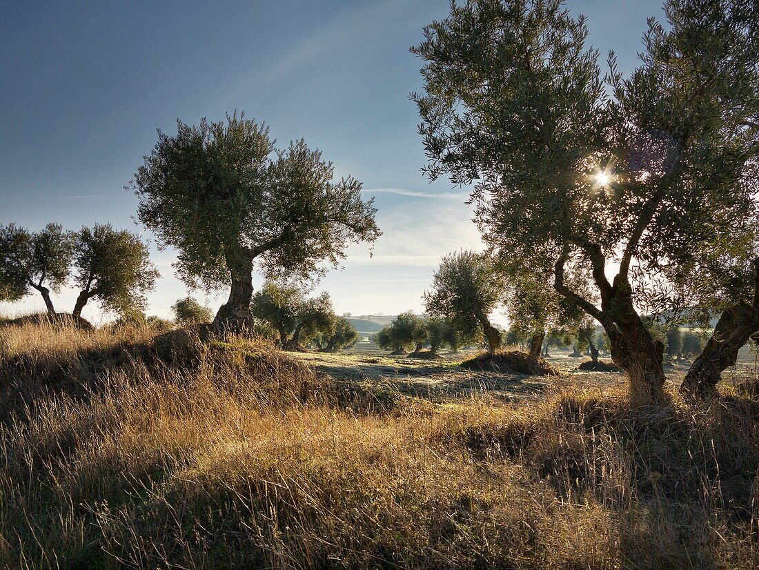 Olive trees in Valdecantos. Pinto. Madrid. Spain. Europe.