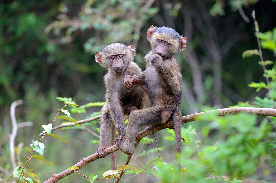 Young Olive baboons (Papio cynocephalus anubis) playing together in tree,Akagera National Park, Africa.