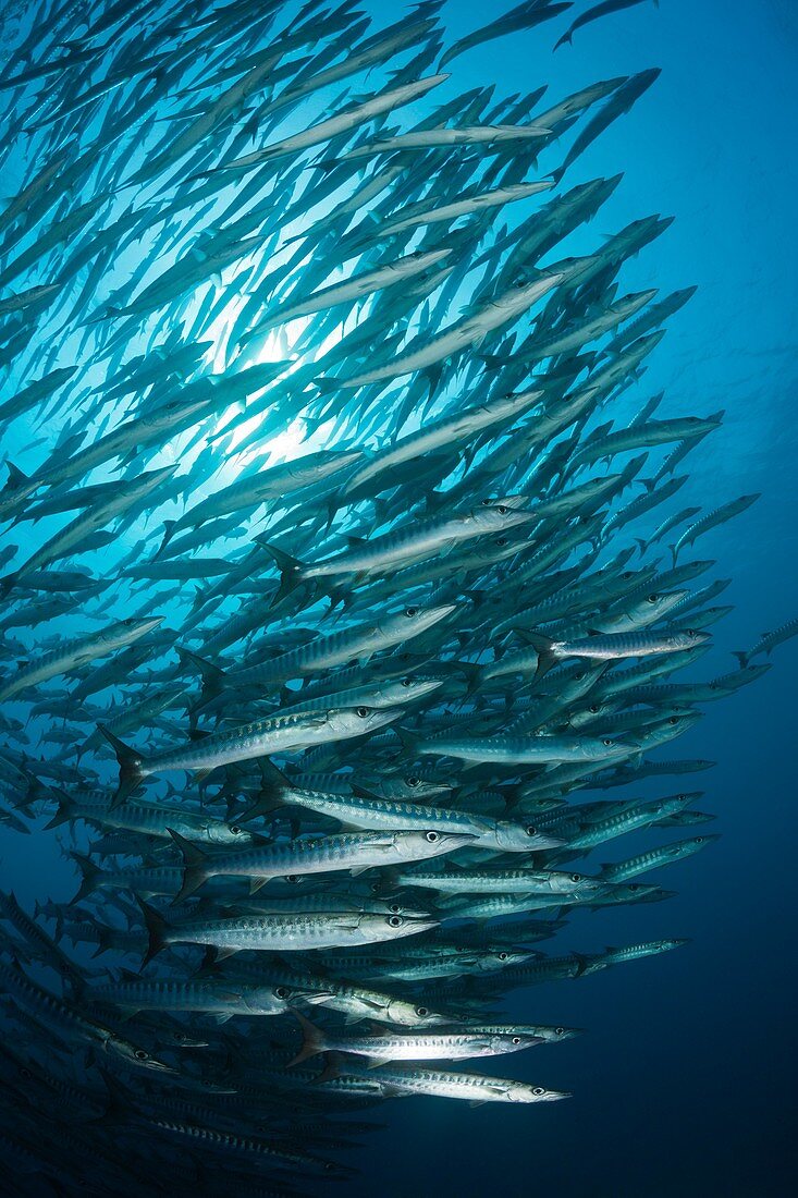 Shoal of Blackfin Barracuda, Sphyraena qenie, Red Sea, Ras Mohammed, Egypt.