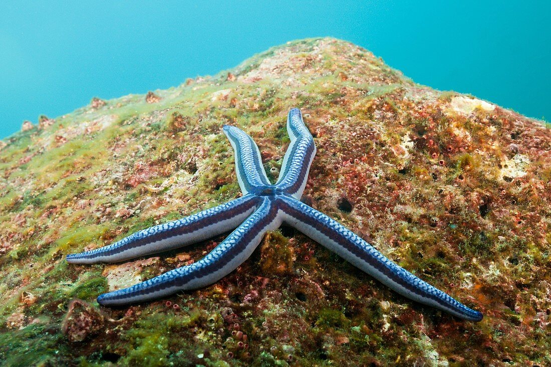 Blue Starfish, Phataria unifascialis, Baltra Island, Galapagos, Ecuador.