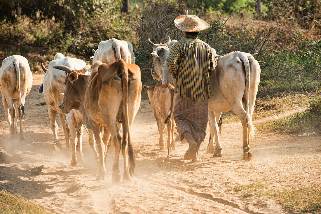 Farmer with his cattle, Chin State, Myanmar.