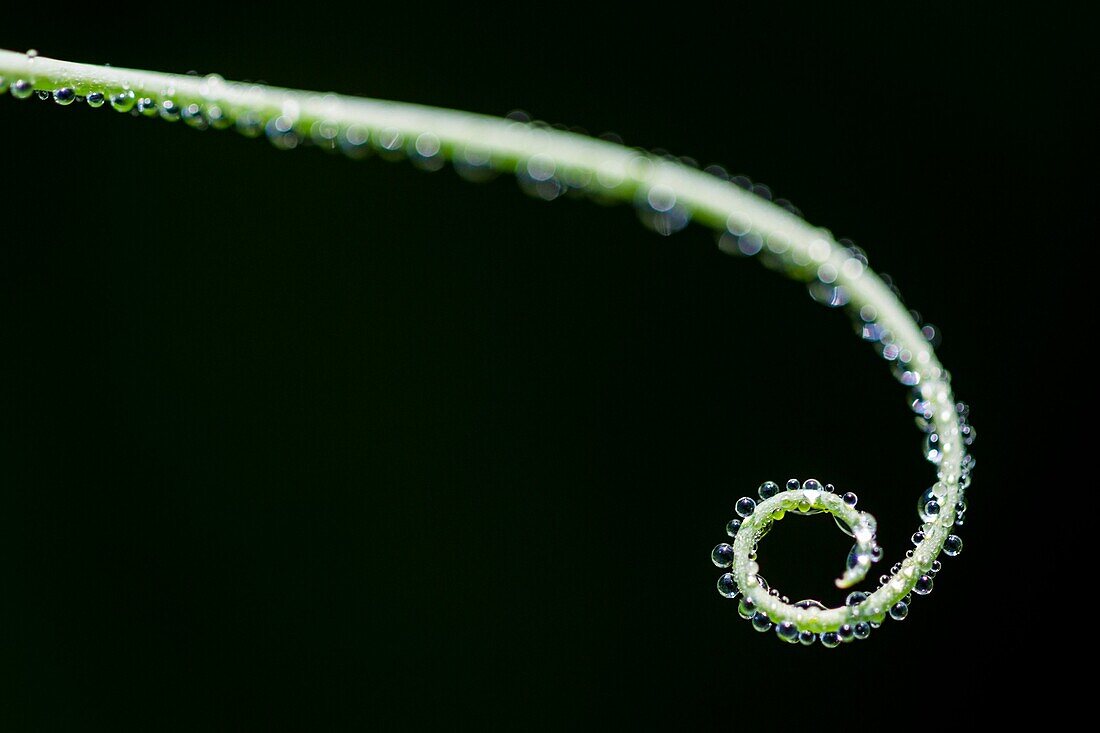 Tendrils detail fodder plant leguminous Fabaceae Lathyrus trepadora, Alentejo, Portugal, Europe