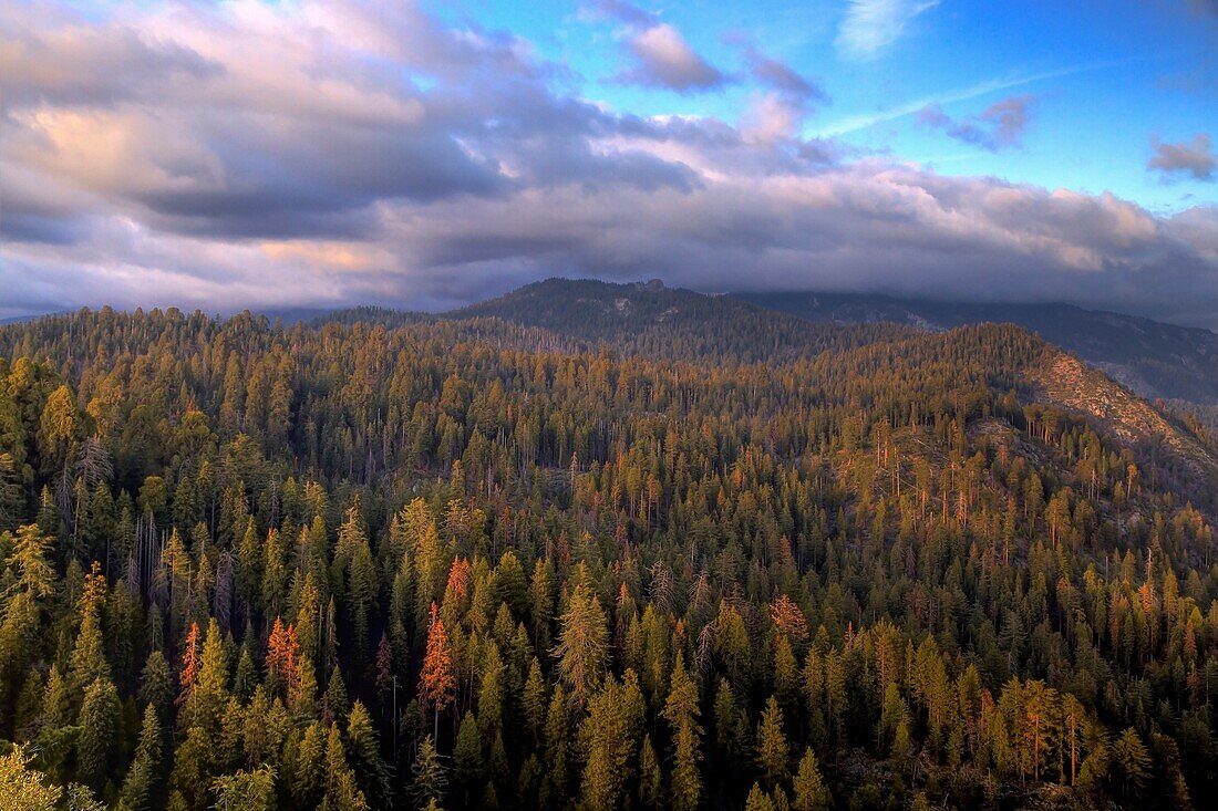 Storm clouds move over Giant Forest during sunset at Sequoia National Park, California.