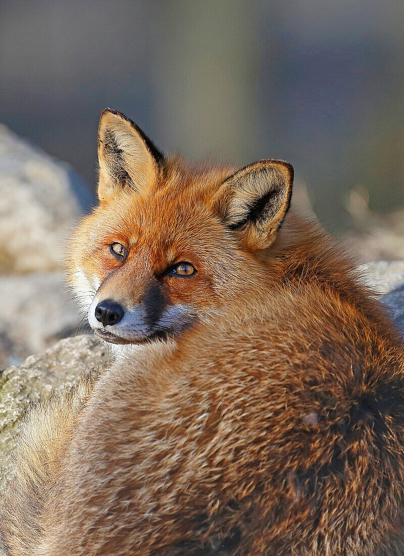 Sweden, Stockholm, Red Fox (Vulpes vulpes) looking at camera