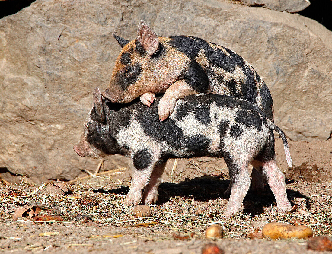 Sweden, Stockholm, Pigs Linderod piglets playing together