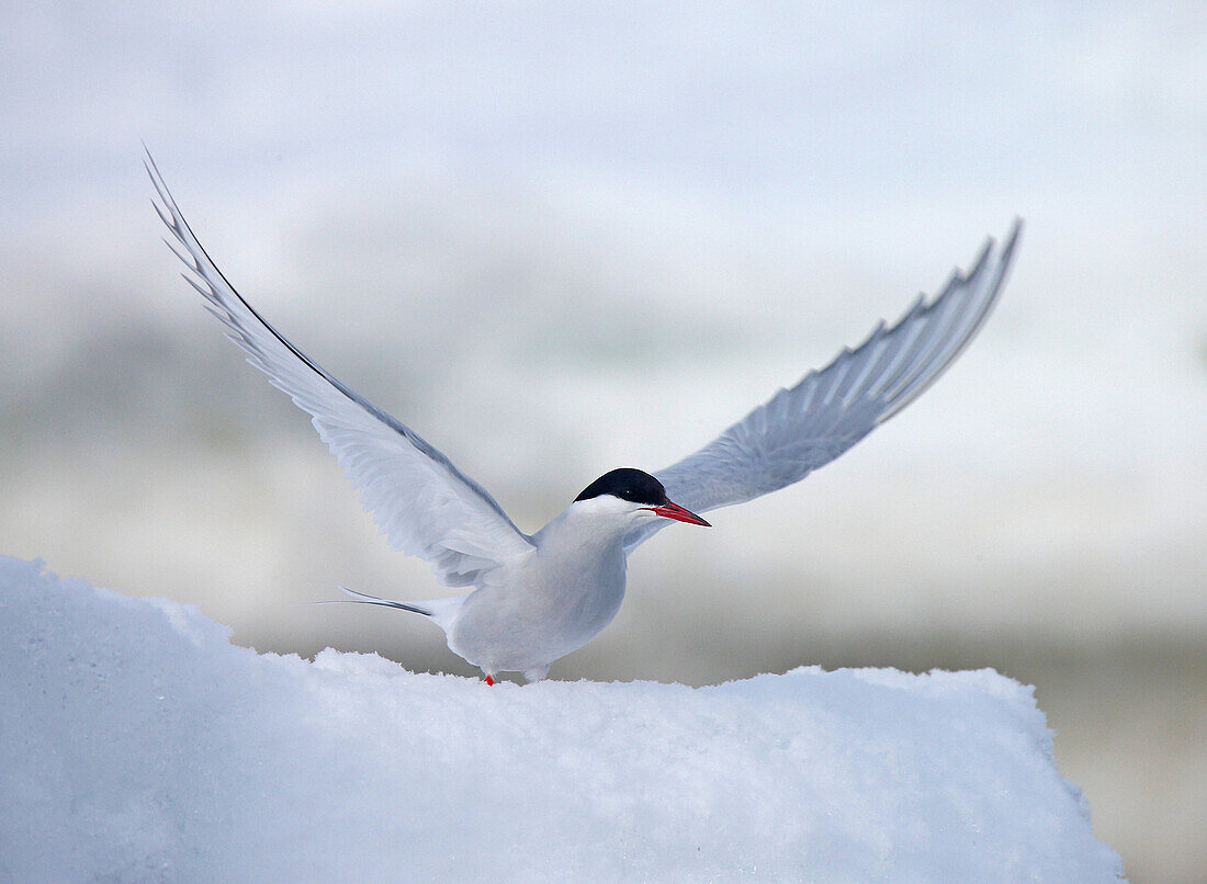 Arctic Tern, Svalbard, Norway