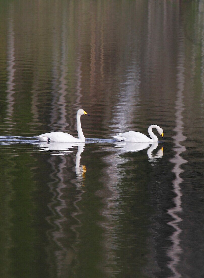 Whooper Swan (Cygnus cygnus), Malmkoping, Sodermanland, Sweden