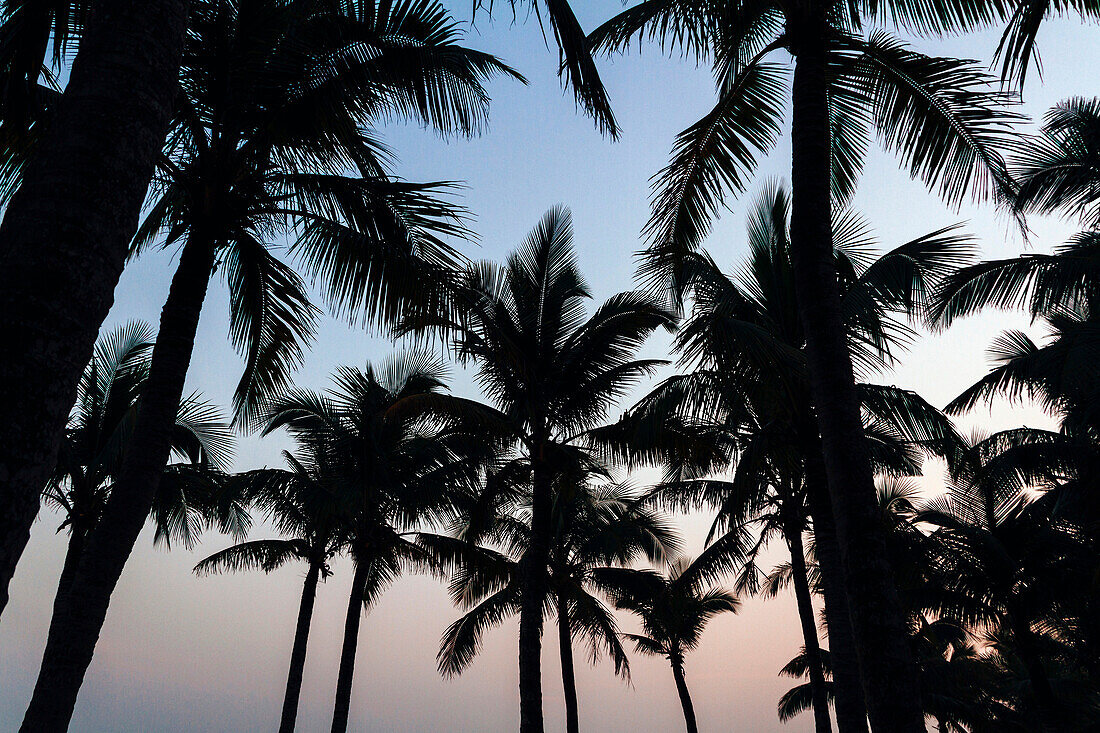 Hainan, China - Beautiful coconut trees on the beach at sunset.