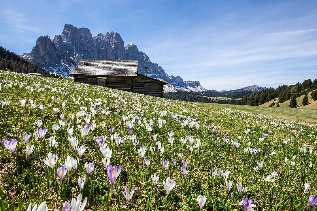 Flowers bloom on the meadows at the foot of the Odle. Malga Gampen Funes Valley. South Tyrol Dolomites Italy Europe.