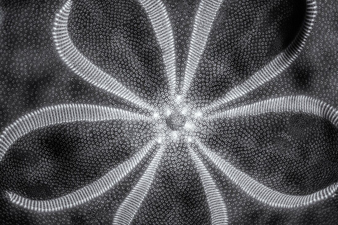 Sea Biscuit illuminated from underneath and converted to black and white.