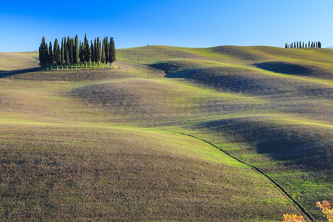 Cypresses in San Quirico d' Orcia, Orcia Valley, Siena Province, Tuscany, Italy, Europe.