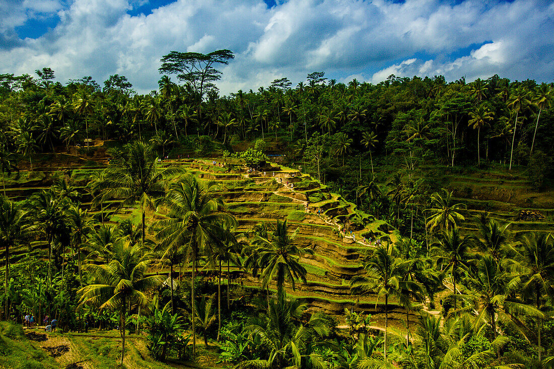 Tegalalang Terrassenreis Paddy, Bali, Indonesien, Südostasien, Asien